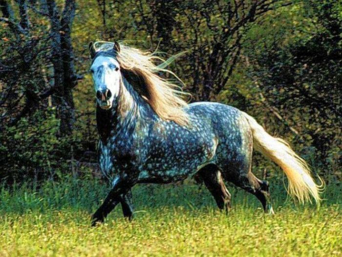 Horse with a flecked coat