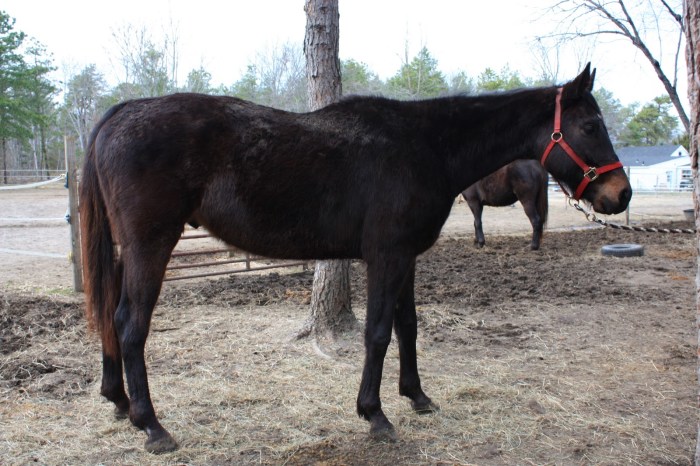 Horse with a flecked coat