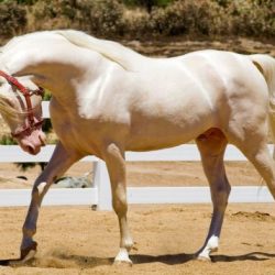 Horse with a flecked coat