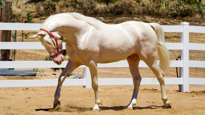 Horse with a flecked coat