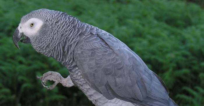 Alex the talking parrot answer key