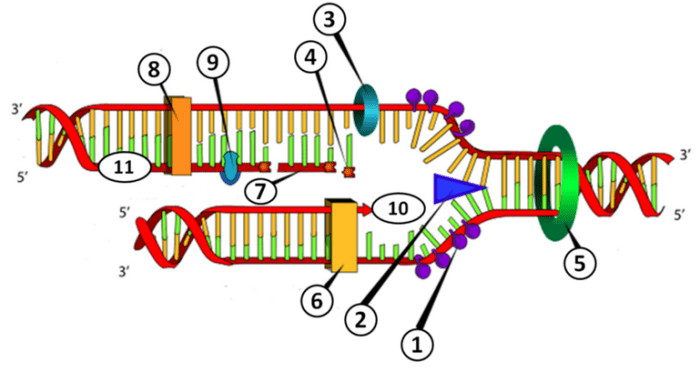 Dna replication labeling answer key