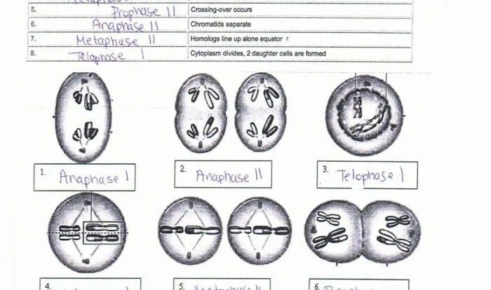 Meiosis review worksheet answer key