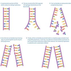 Dna replication labeling answer key