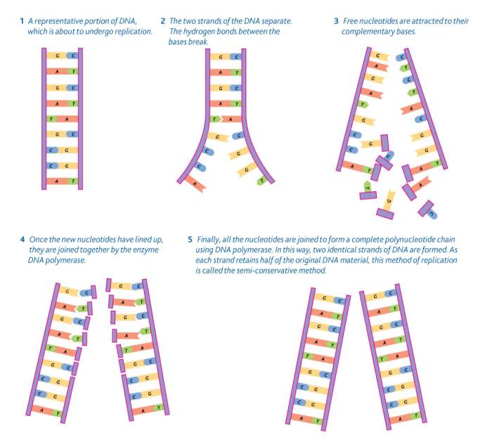 Dna replication labeling answer key