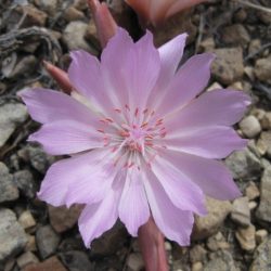 Plants discovered on the lewis and clark expedition