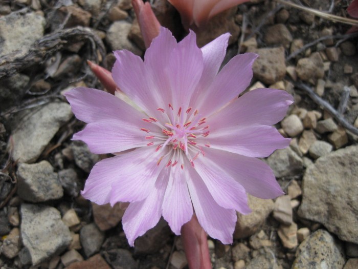 Plants discovered on the lewis and clark expedition