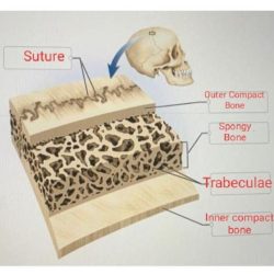 Intestine function digestion absorption surface villi microvilli folds layers tissue