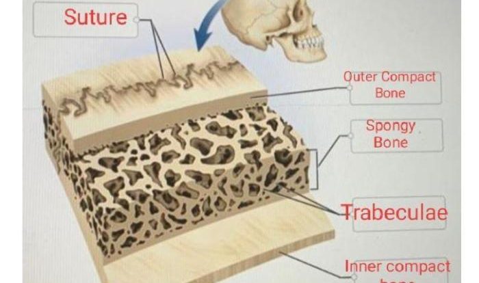 Intestine function digestion absorption surface villi microvilli folds layers tissue