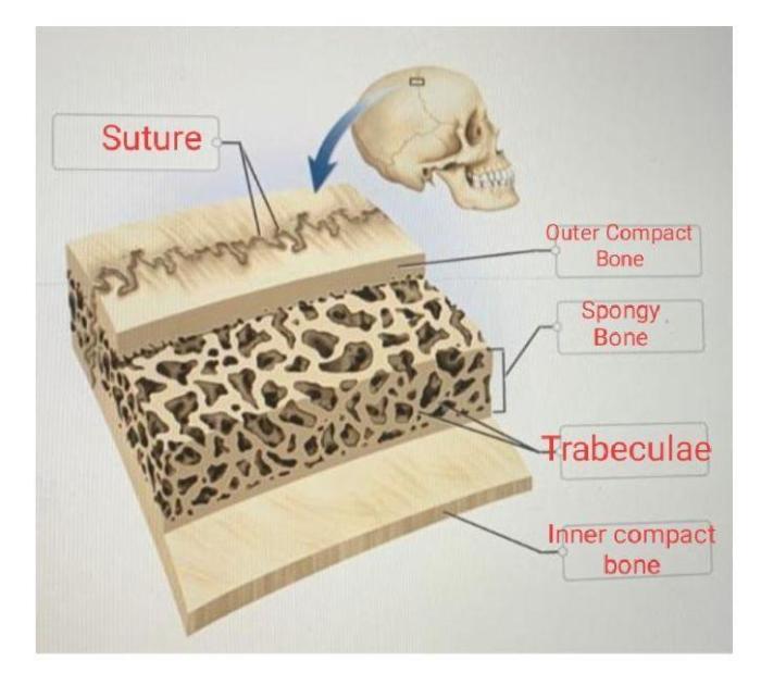 Intestine function digestion absorption surface villi microvilli folds layers tissue