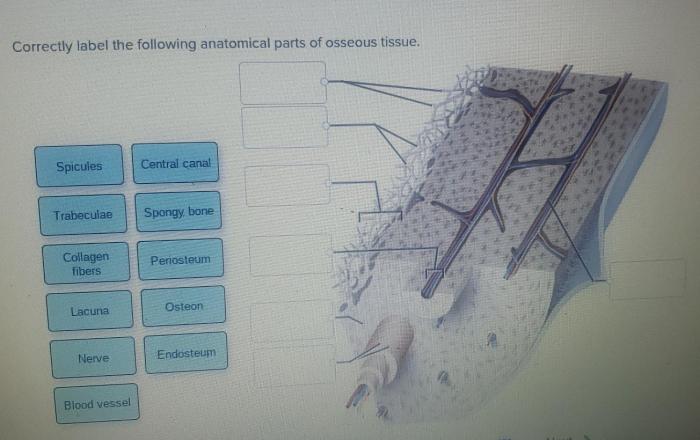 Correctly label the following parts of intestinal villi.