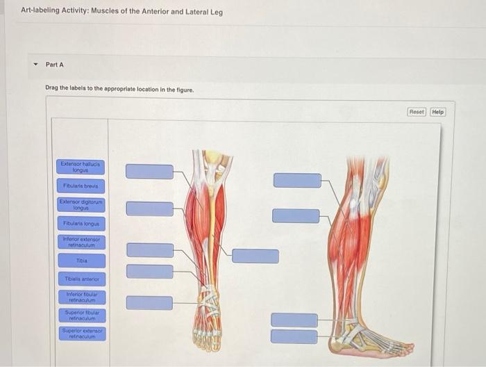 Art-labeling activity: anterior muscles of the upper body