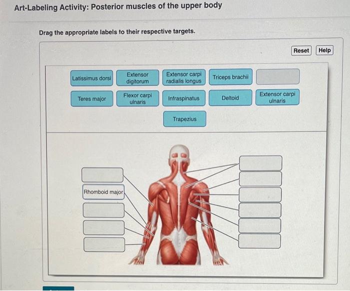 Muscles forearm physiology limb muscular superficial body labeled amplifire nursing kf1 area fingers