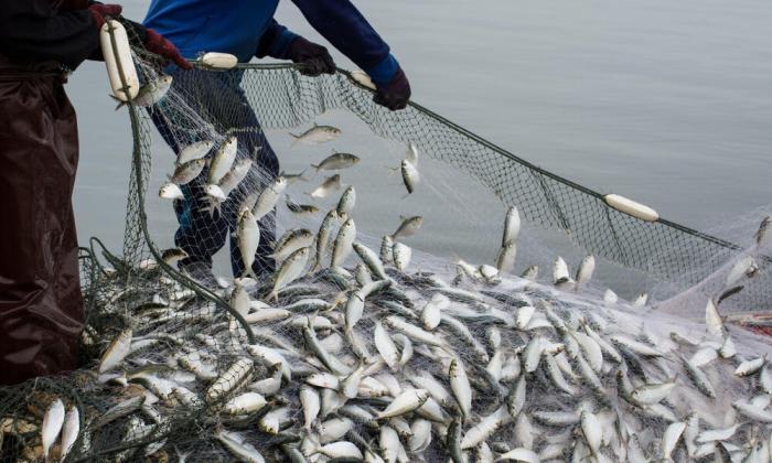 Seafood watch has made several unsustainable fishing practices illegal