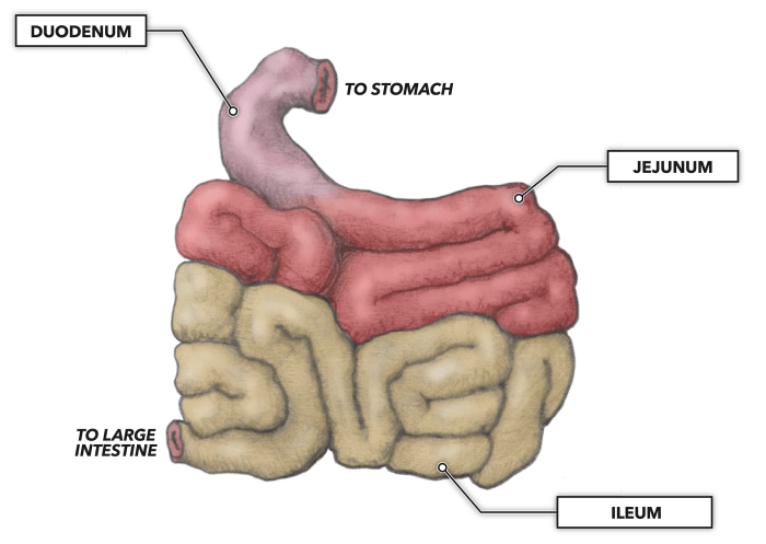 Intestine histology labeled physiology digestive muscles alimentary