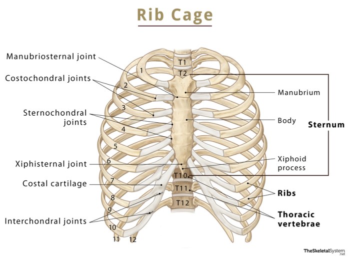 Thoracic