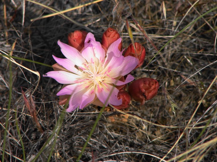 Plants discovered on the lewis and clark expedition