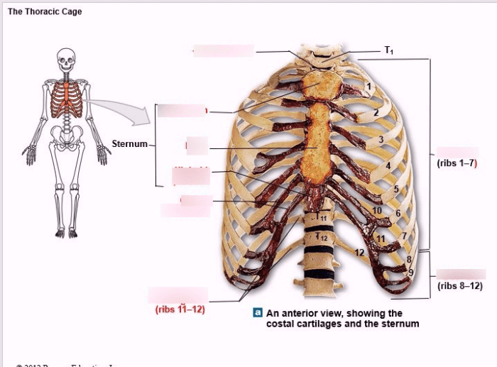 Art-labeling activity parts of the thoracic cage