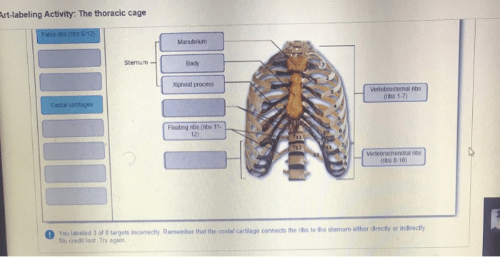 Art-labeling activity parts of the thoracic cage