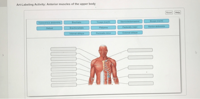 Art-labeling activity: anterior muscles of the upper body