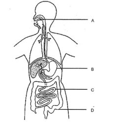 Match the labels to this schematic of the digestive system