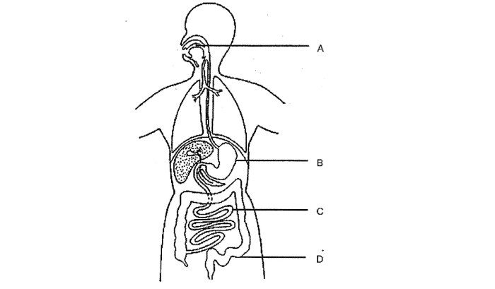 Match the labels to this schematic of the digestive system