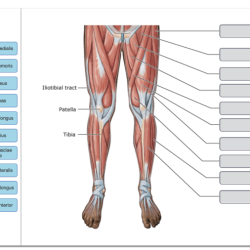 Arm anatomy superficial healthjade abdomen thigh skeletal groin