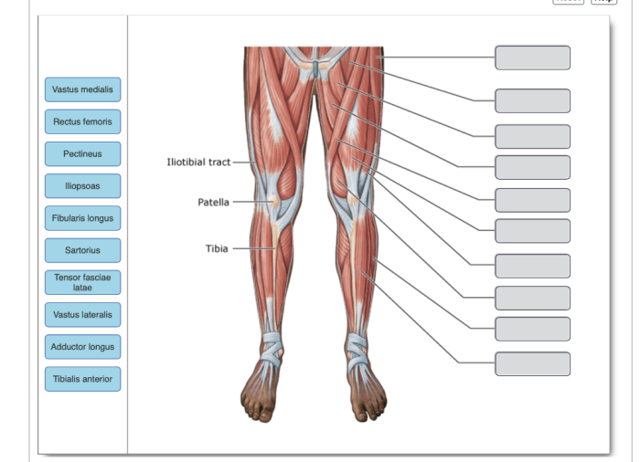 Arm anatomy superficial healthjade abdomen thigh skeletal groin