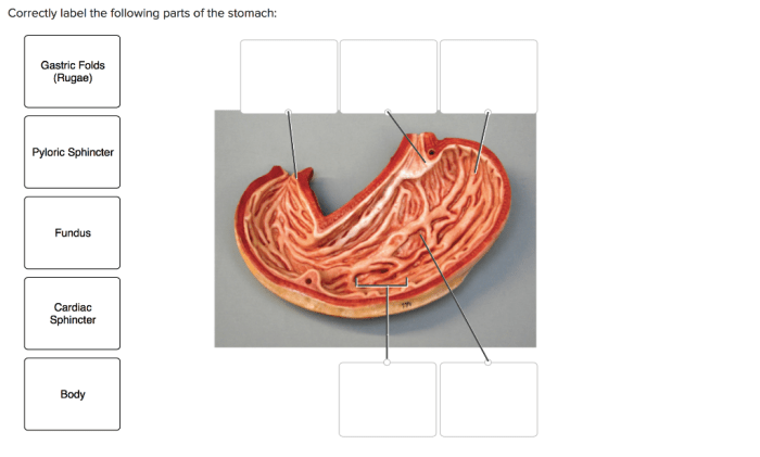 Correctly label the following parts of intestinal villi.