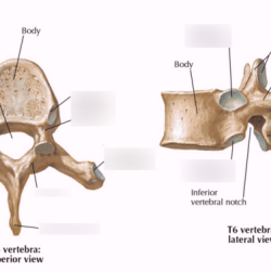 Vertebrae vertebral skeleton axial human column thoracic cervical lumbar sacrum cage body neck curve coccygeal sacral different back rib make