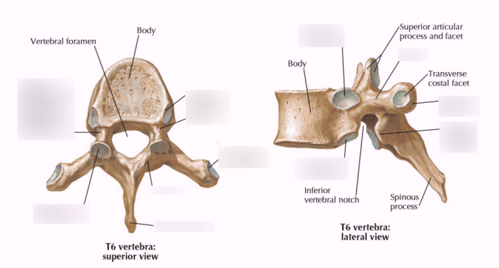 Vertebrae vertebral skeleton axial human column thoracic cervical lumbar sacrum cage body neck curve coccygeal sacral different back rib make